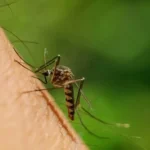 Nile Virus