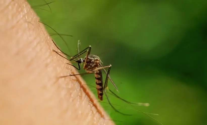 Nile Virus